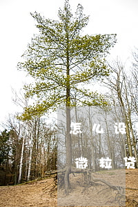 怎么设置微粒贷用微信钱包还款-怎么设置微粒贷用微信钱包还款呢