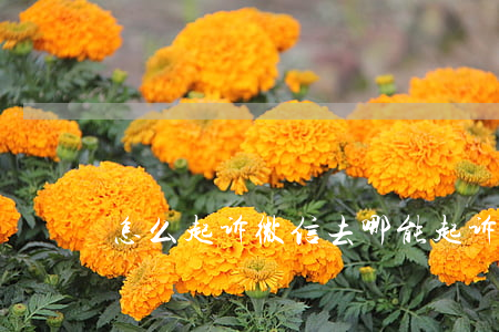 怎么起诉微信（去哪能起诉微信）