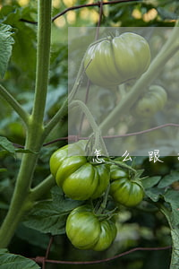 怎么跟招商銀行協(xié)商停息掛賬-