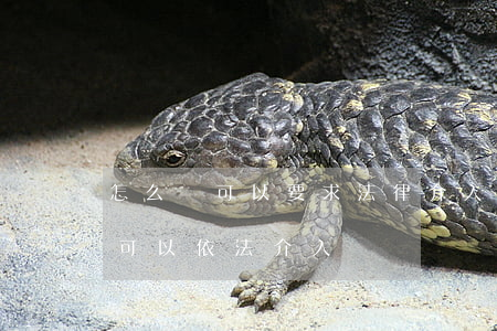 怎么辦可以要求法律介入嗎(律師在什么階段可以依法介入)