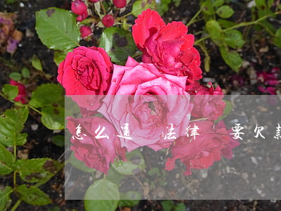 怎么通過法律討要欠款(討債如何走法律程序)