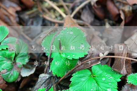 怎么還逾期的信用卡錢(qián)(怎樣還逾期的信用卡)