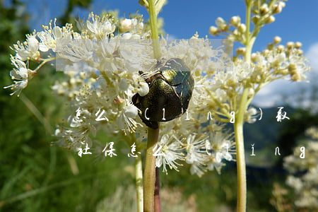怎么領(lǐng)取養(yǎng)老金，社保怎么領(lǐng)取養(yǎng)老金