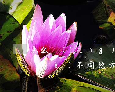 怎么領(lǐng)結(jié)婚證(兩個(gè)不同地方的人怎么領(lǐng)結(jié)婚證)