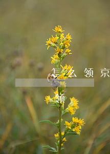 怎么领京东分期免息券(京东分期免息券哪里领)