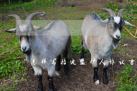 怎样写指定监护人协议书