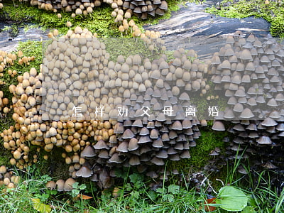 怎样劝父母离婚