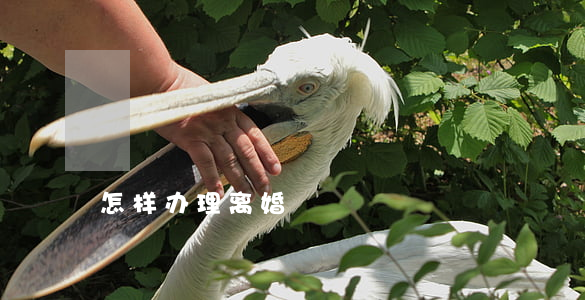 怎样办理离婚