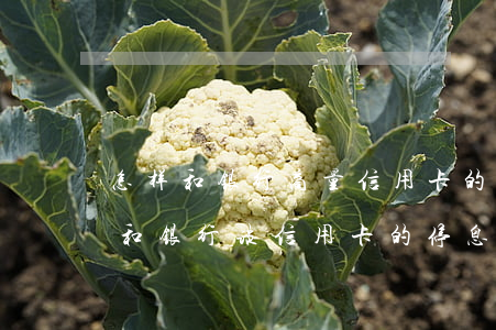 怎样和银行商量信用卡的停息挂账-怎样去和银行谈信用卡的停息挂账