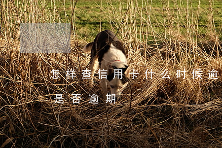 怎样查信用卡什么时候逾期的(怎样查信用卡是否逾期)