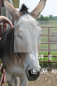 怎样查询花呗逾期多久(怎么看花呗什么时候逾期的)