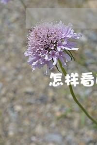 怎样看白条逾期记录(怎么看白条逾期记录)