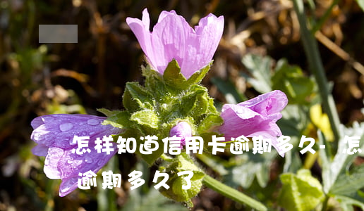 怎样知道信用卡逾期多久-怎样知道信用卡逾期多久了