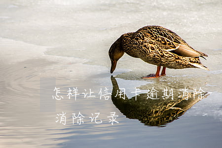 怎样让信用卡逾期消除-怎样让信用卡逾期消除记录