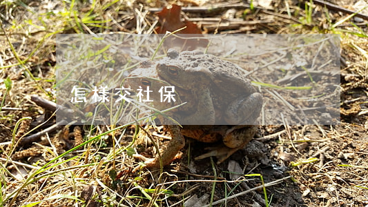 怎樣交社保