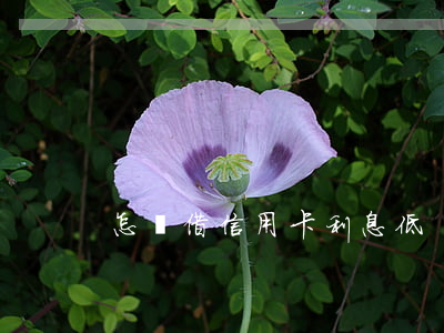 怎樣借信用卡利息低