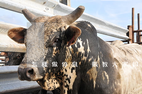 怎樣做停息掛賬（教大家如何停息掛賬）