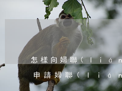 怎樣向婦聯(lián)申請法律援助(如何申請婦聯(lián)法律援助)