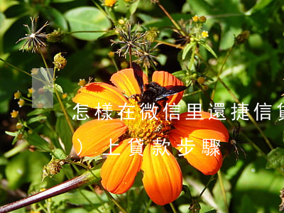 怎樣在微信里還捷信貸款(捷信在手機(jī)上貸款步驟)