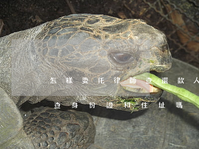 怎樣委托律師查還款人的身份證(能委托律師查身份證和住址嗎)