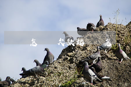 怎樣寫欠款起訴書(怎樣寫欠款起訴書)