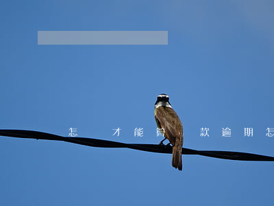 怎樣才能算還款逾期(怎樣才能算還款逾期)
