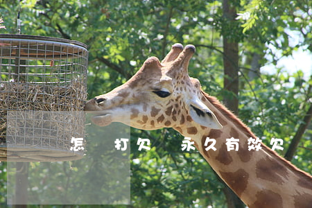 怎樣打欠條永久有效(欠條怎么才能生效)