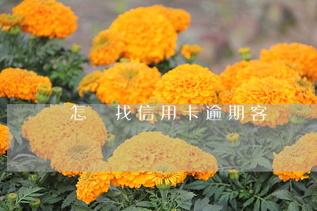 怎樣找信用卡逾期客戶(辦信用卡怎么找客戶)