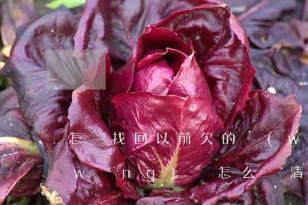 怎樣找回以前欠的網(wǎng)貸(欠網(wǎng)貸怎么還清)