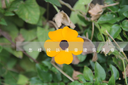 怎樣投訴違章建筑（違章建筑的界定）