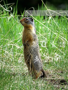 怎樣查借唄逾期(借唄逾期怎么查看一共還欠多少)