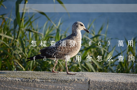 怎樣查浦發(fā)萬用金還欠多少(浦發(fā)萬用金怎么查詢還了幾期)
