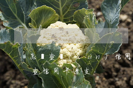 怎樣查詢(xún)信用卡透支的去向(怎么查信用卡透支)