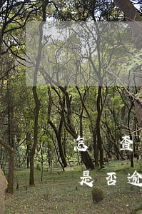 怎樣查詢花唄有沒有逾期(支付寶怎么查花唄是否逾期)