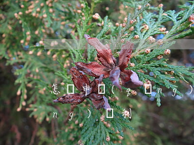 怎樣申請(qǐng)專利(怎樣申請(qǐng)專利?)