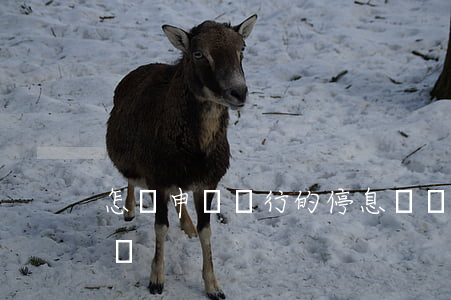怎樣申請銀行的停息掛賬(怎么樣申請停息掛賬)