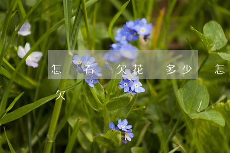 怎樣看還欠花唄多少錢(怎么看花唄還有沒有欠錢)