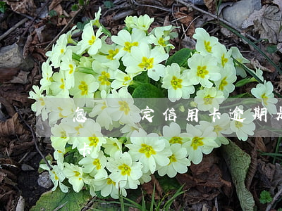 怎樣確定信用卡逾期是詐騙(怎樣才算是信用卡詐騙)