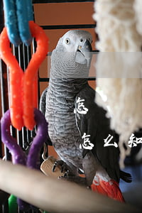 怎樣確認(rèn)信用卡被起訴(欠信用卡怎么知道立案)