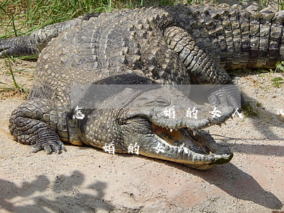 怎樣讓離婚的女人開心(怎么開導(dǎo)離婚的女人)