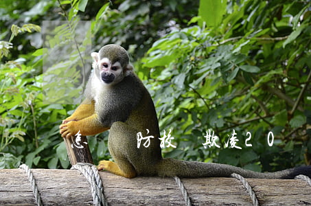 怎樣預防校園欺凌20條