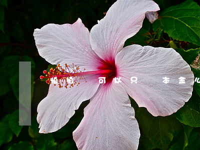 怕拍貸可以只還本金么