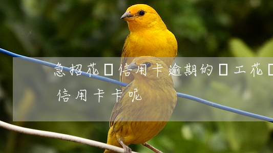 急招花唄信用卡逾期的員工(花唄逾期影響辦信用卡卡呢)