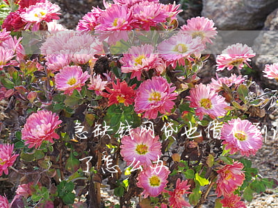急缺钱网贷也借不到该怎么办（缺钱网贷贷不了怎么办）