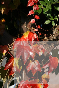 性冷淡導(dǎo)致離婚我該怎么辦