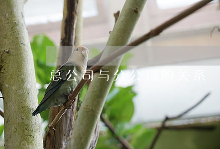 总公司与分公司的关系 总公司与分公司的关系