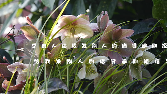 总有人给我发别人的借贷逾期短信-总有人给我发别人的借贷逾期短信怎么办