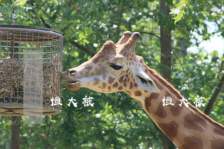 恒大被凍結資產(恒大被凍結資產的原因)