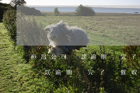 恒昌公司貸款逾期還完了還催收-恒昌公司貸款逾期還完了還催收怎么辦
