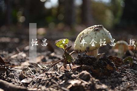 恒昌說只還本金(恒昌貸款還完本金后期怎么辦)